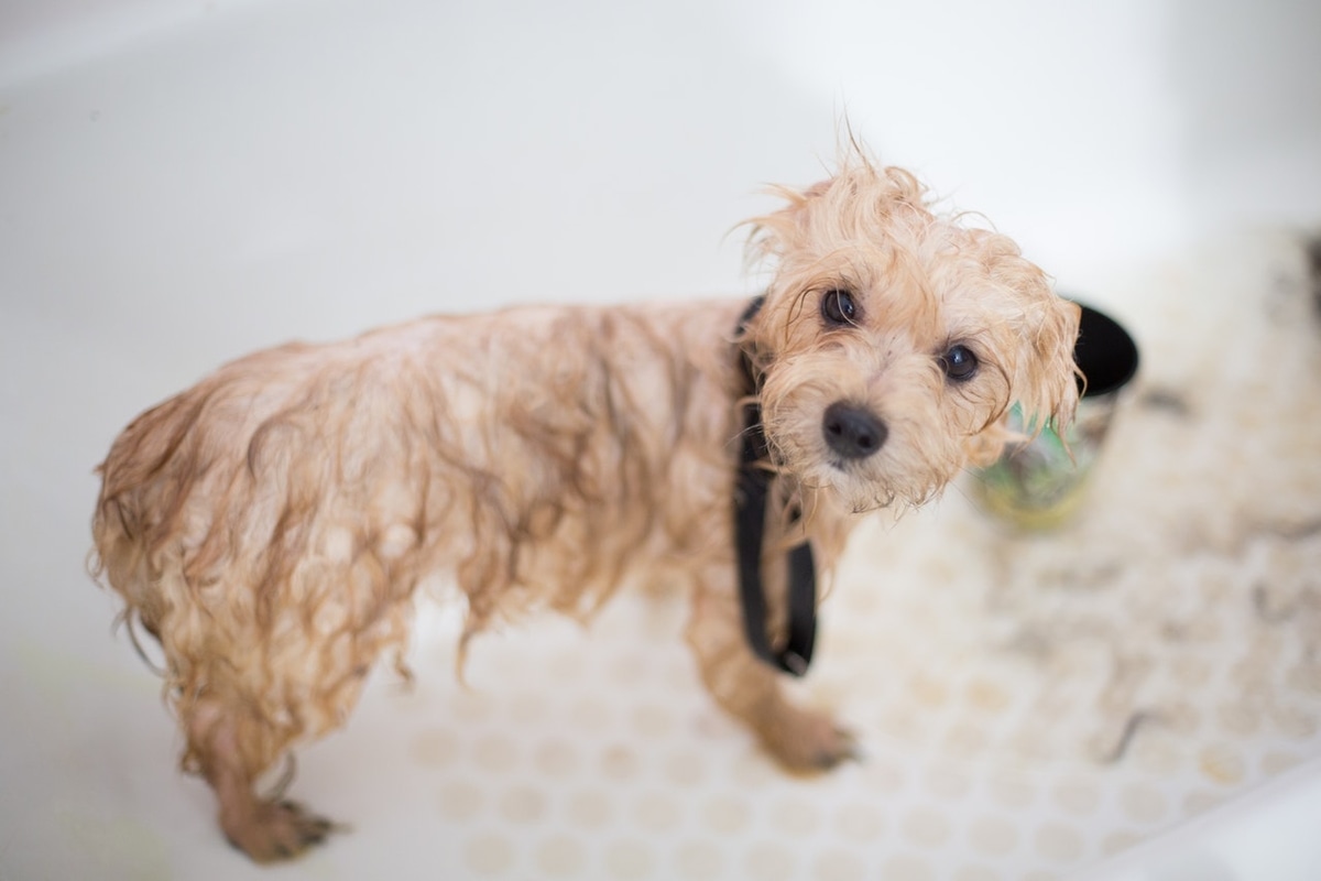 toiletteur pour chien