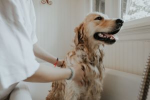 toiletteur pour chien