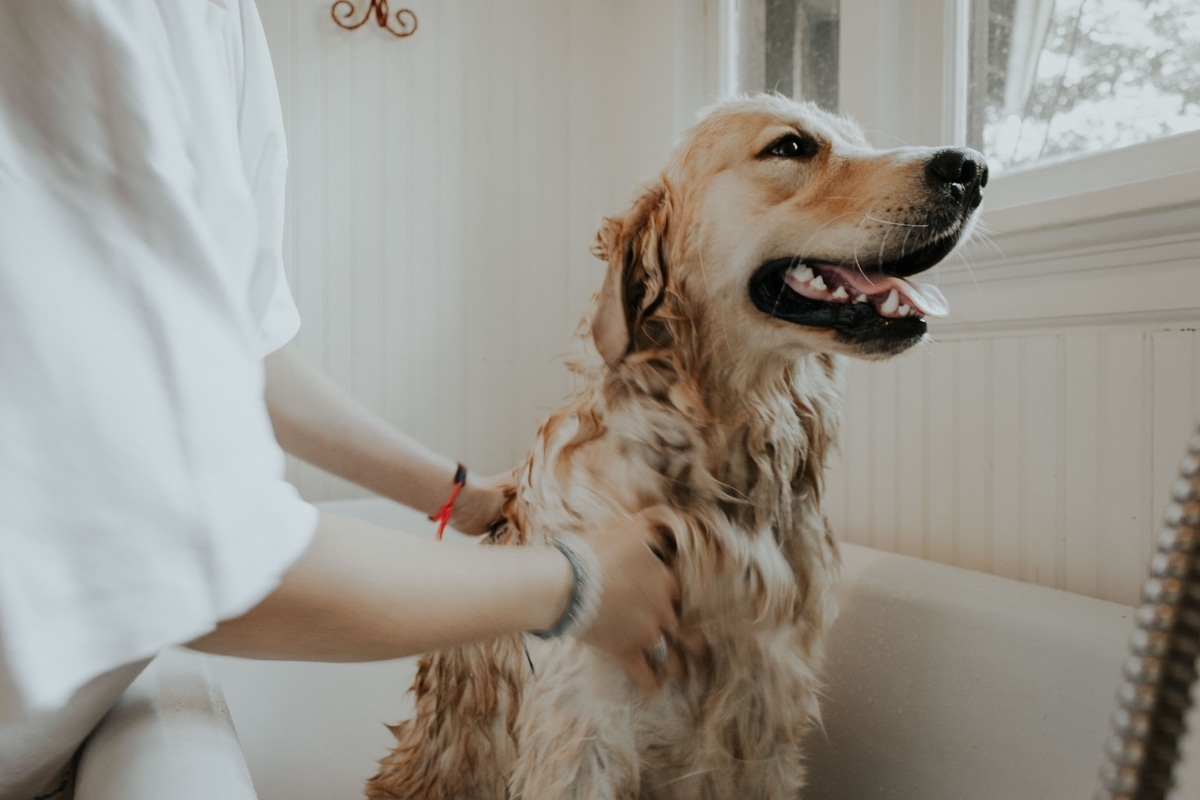 Le métier de toiletteur pour chien tout ce qu’il faut savoir Le métier de toiletteur pour chien tout ce qu’il faut savoir